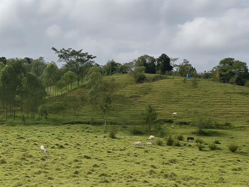 Costa Rica Water Farm 10 Acres : San Ramon : Costa Rica