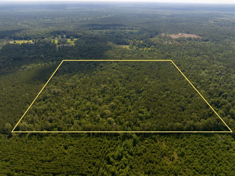 20 Acres, Off Webb Spikes Road : Merryville : Beauregard Parish : Louisiana
