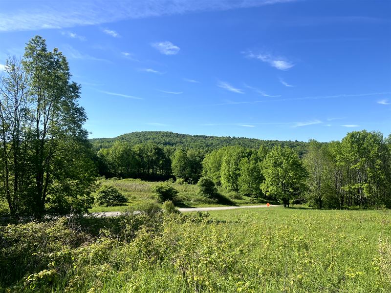 Woods, Meadow & Scenic Hilltop View : Pittsfield : Otsego County : New York