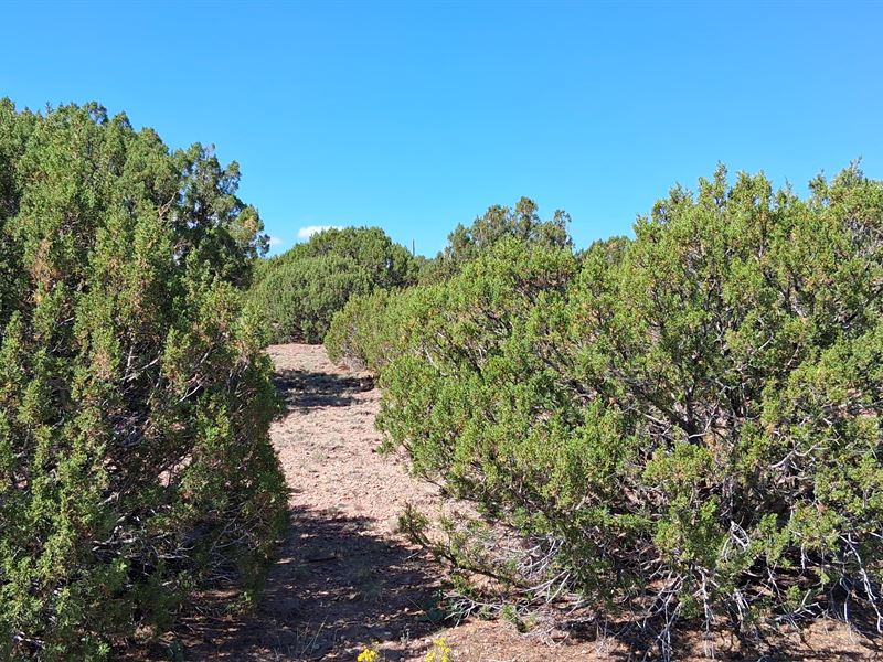 Spacious Desert Lot, Road Access : Concho : Apache County : Arizona