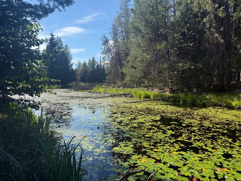 Huckleberries at Heritage Lake : Colville : Stevens County : Washington
