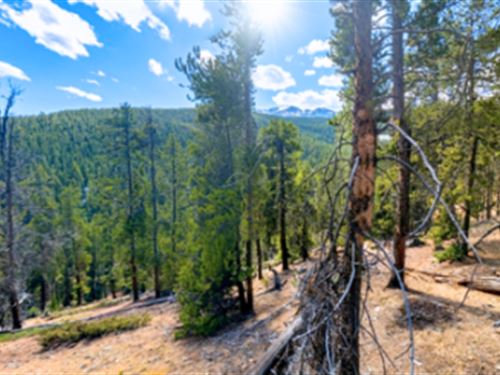 Pure Colorado Mountain Bliss : Kevin Gulch Rd : Lake County : Colorado