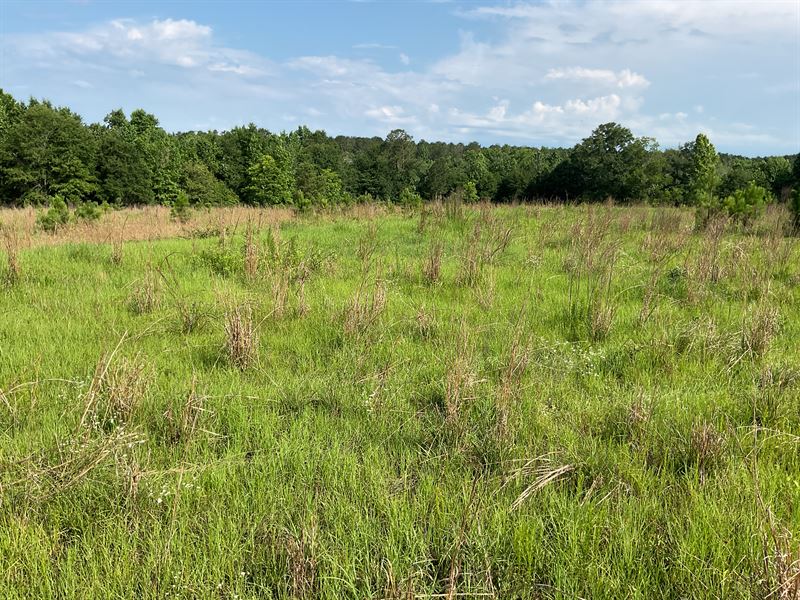 Pierce Road Tract, 10.49+ Acres : Honoraville : Butler County : Alabama