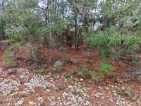 .20 Acres of Florida Land $179/Mo : Interlachen : Putnam County : Florida