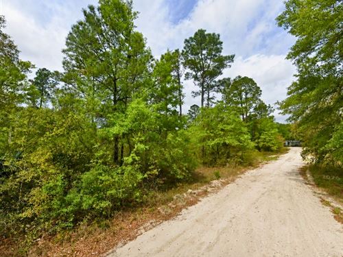 No HOA, Wooded Lot, Owner Financing : Satsuma : Putnam County : Florida