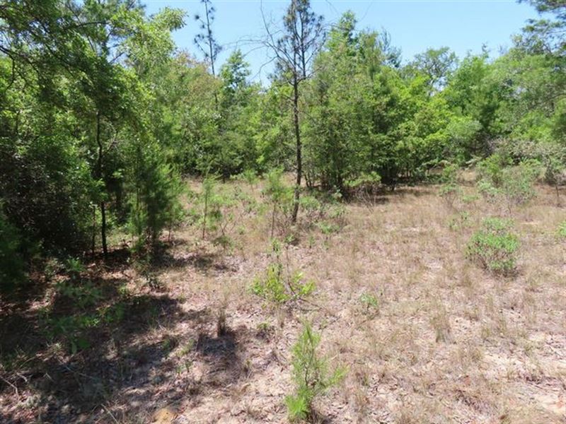 Quarter Acre of Florida Paradise : Chipley : Washington County : Florida