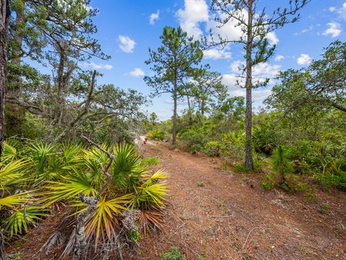 .23 Acre Florida Lot for $349/Mo : Lake Placid : Highlands County : Florida