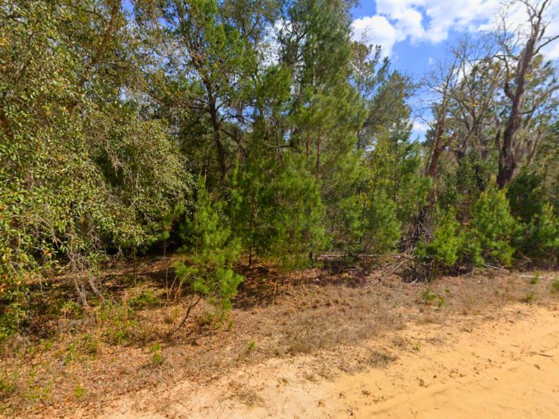 Land Deal You Can't Ignore : Interlachen : Putnam County : Florida