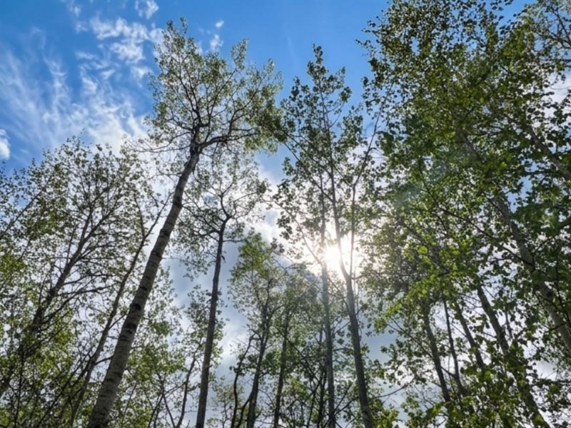6.5 Wooded Acres Near Fairbanks : Fairbanks : Fairbanks North Star Borough : Alaska