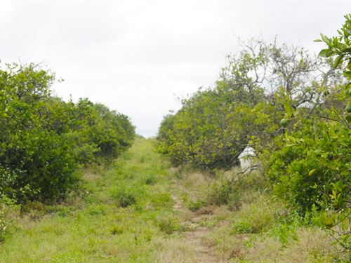 Avon Park 10 Acre Grove : Avon Park : Highlands County : Florida