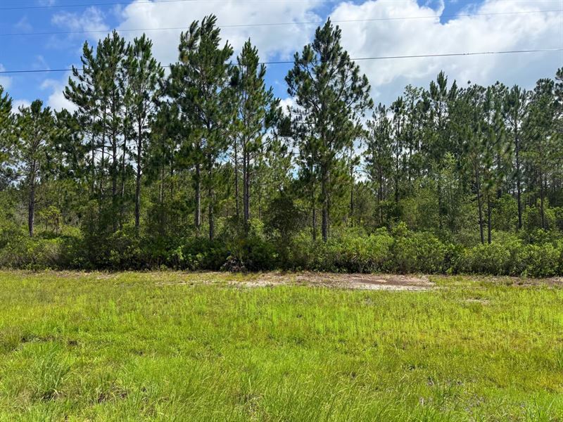 10.47 Ac Land for Sale in Wayne : Odum : Wayne County : Georgia