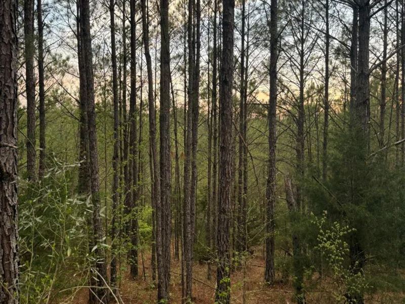 4.8 Acres in Kemper County, MS : Preston : Kemper County : Mississippi
